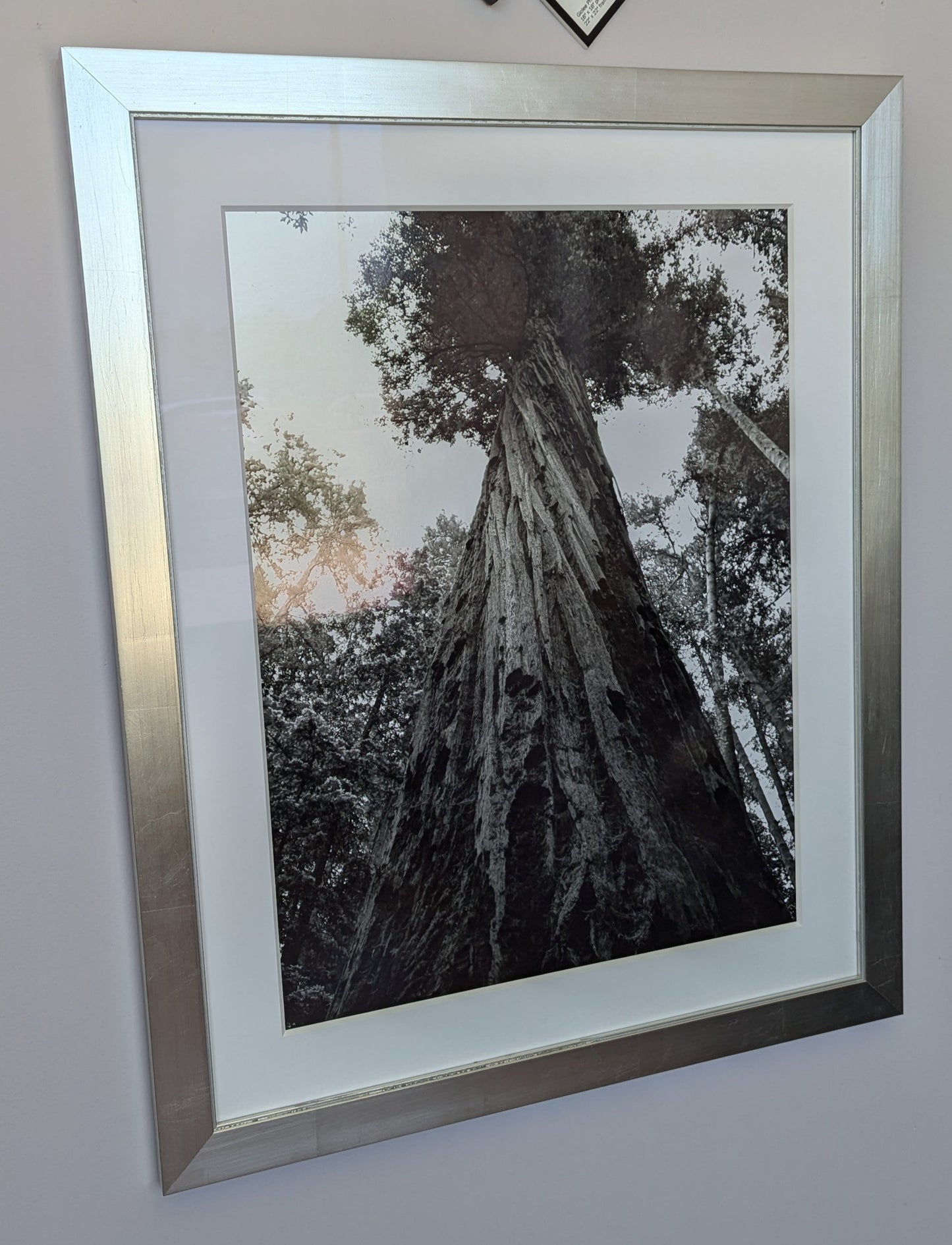 Sequoia Tree framed Photo Chrome print