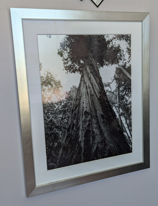 Sequoia Tree framed Photo Chrome print