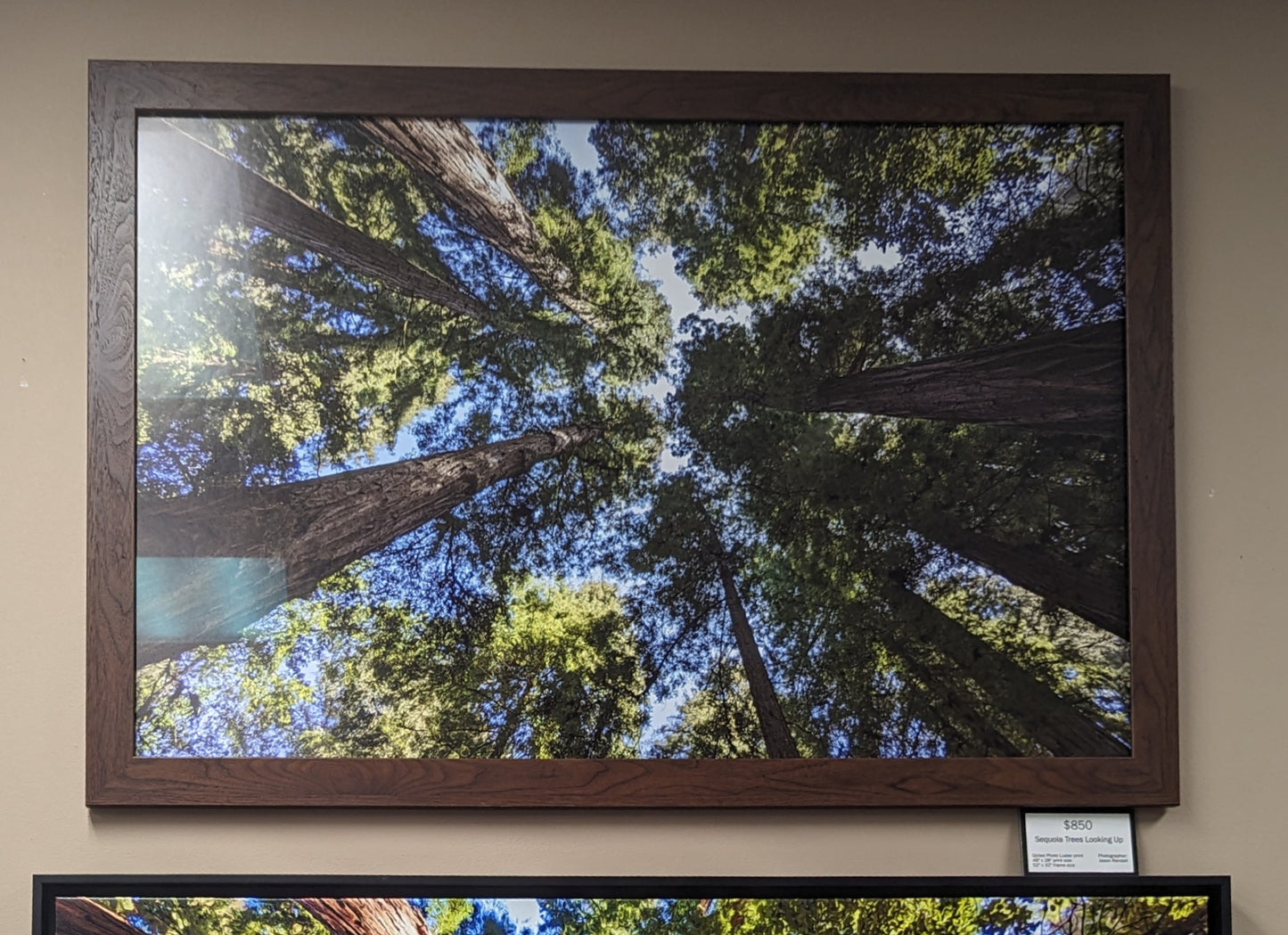 Sequoia Trees framed Photo Luster print