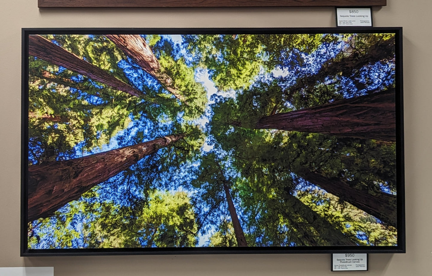 Sequoia Trees framed PhotoBrush  canvas